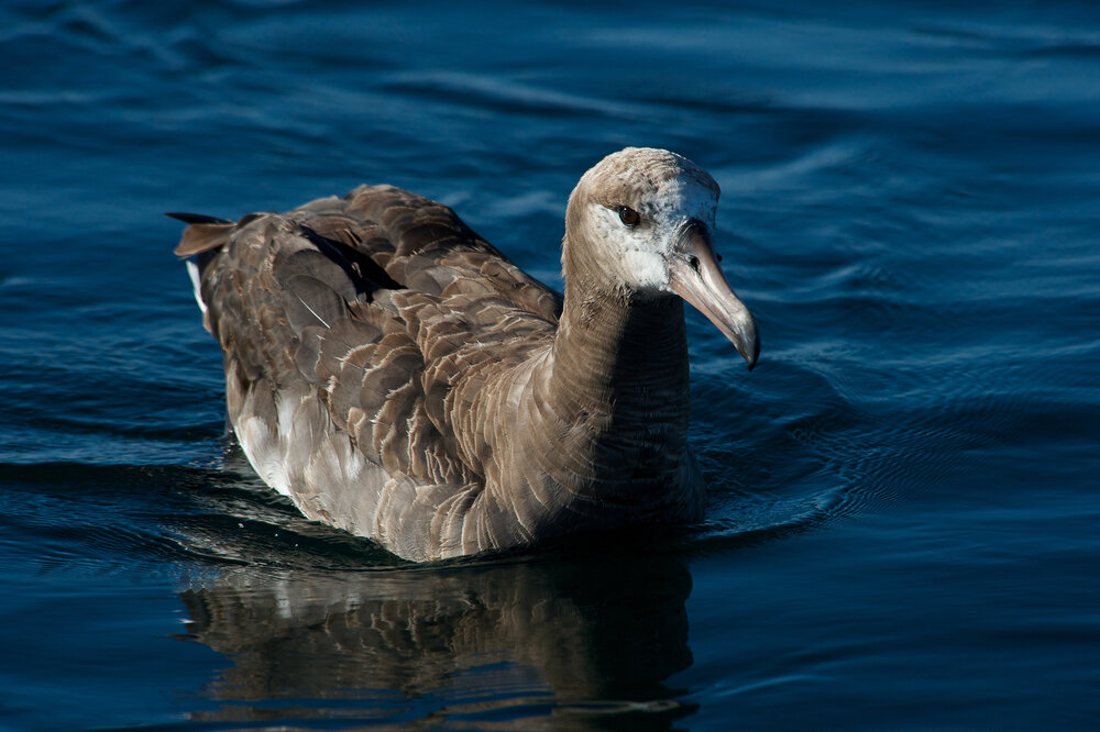 tofino bird