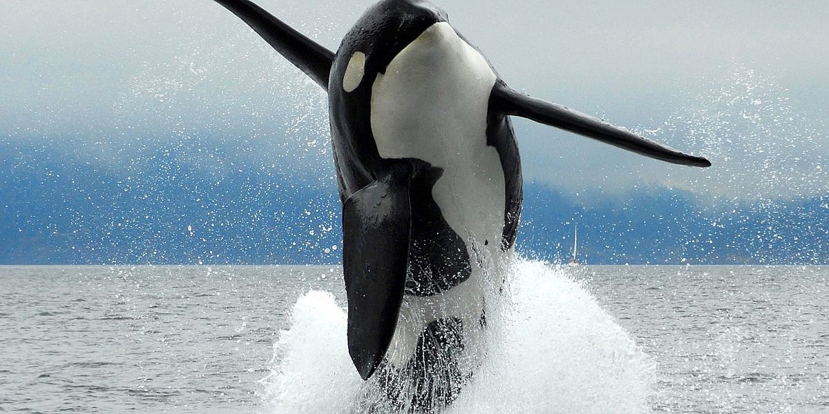 orca whale