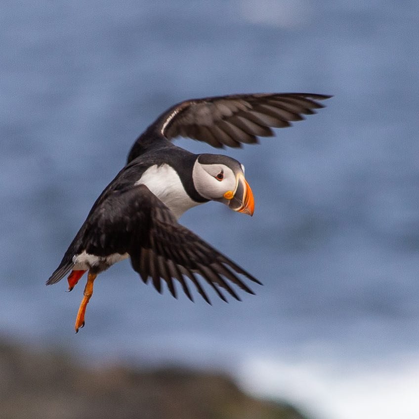 puffin bird
