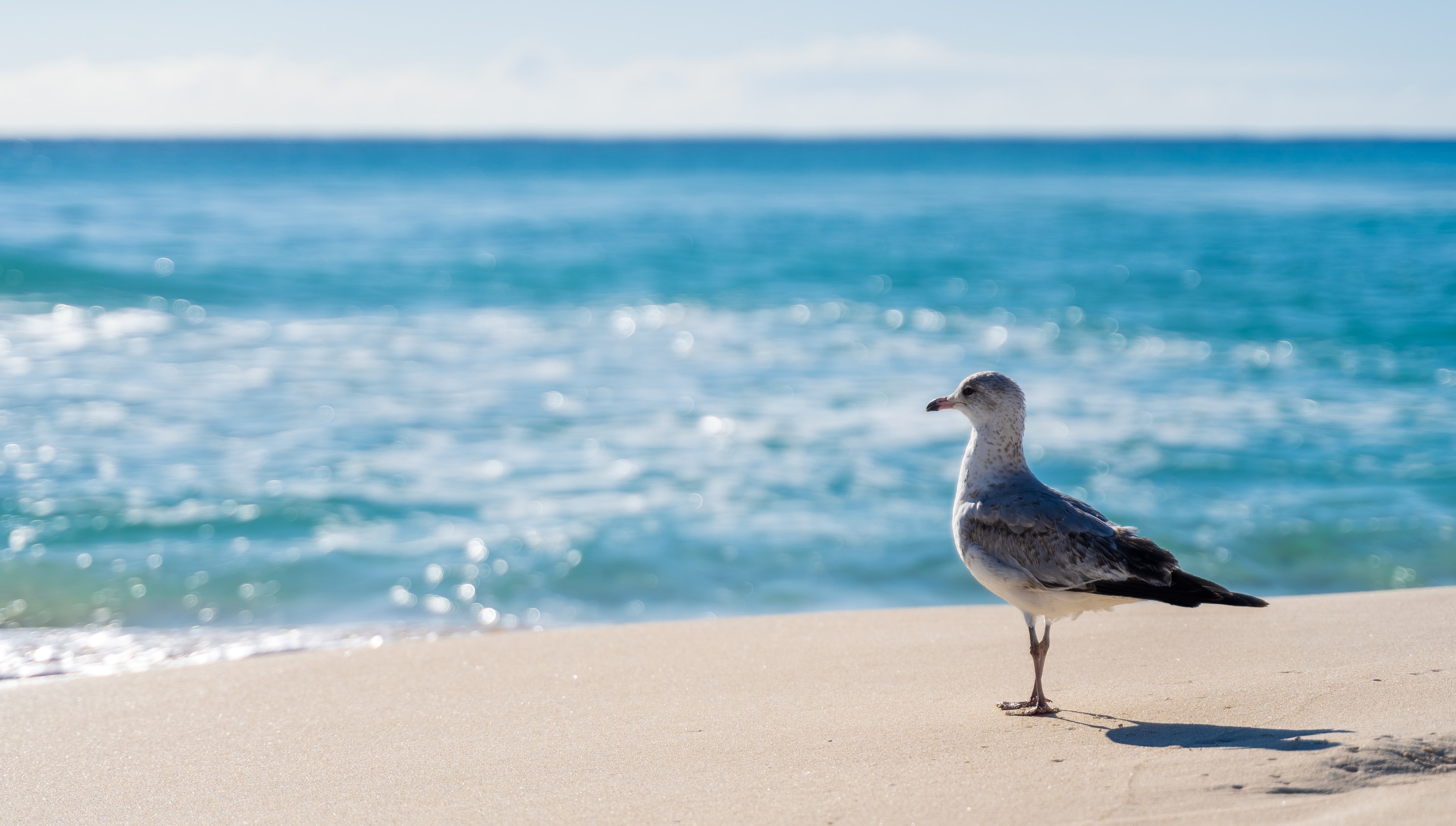 bird picture