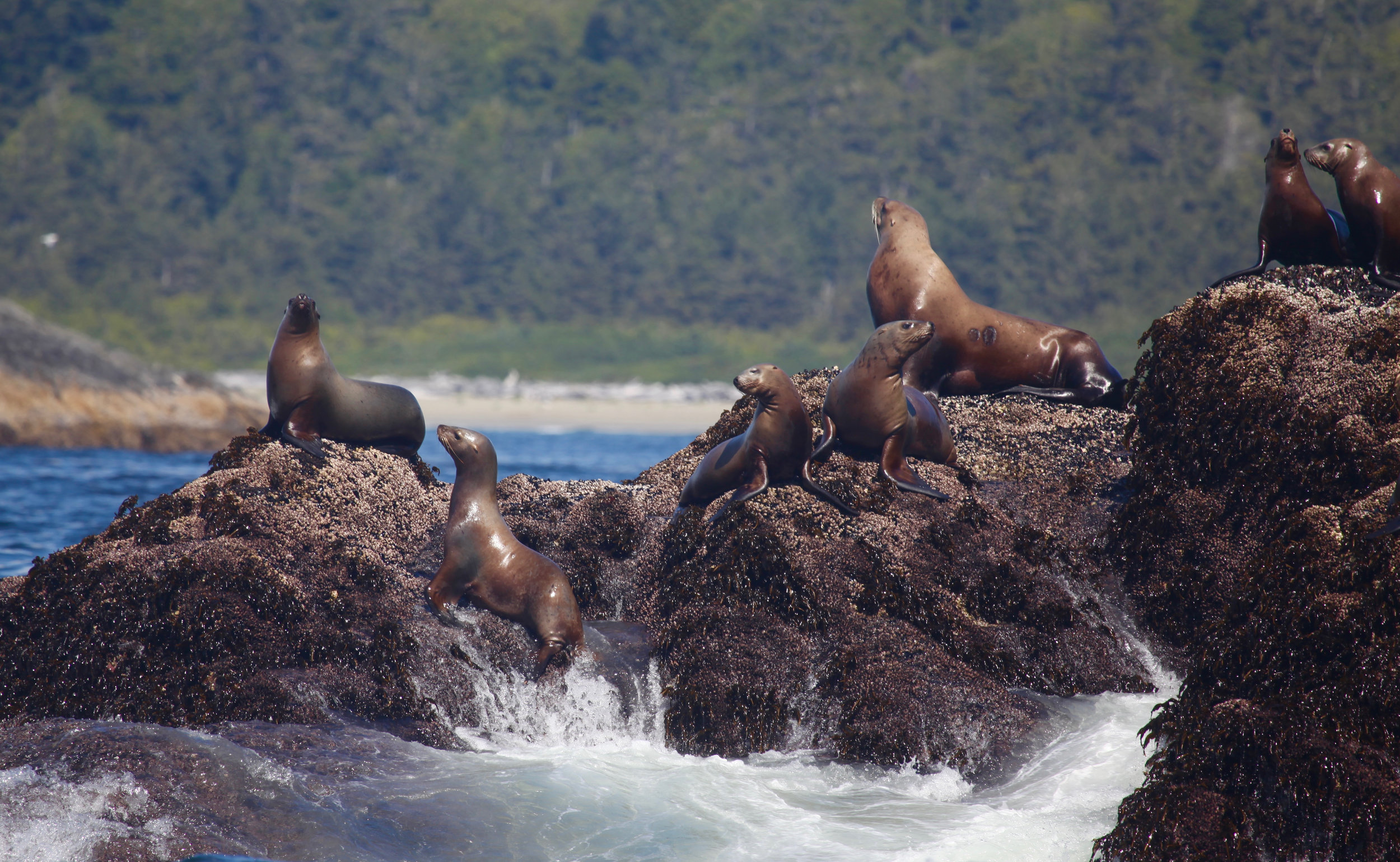 seal picture