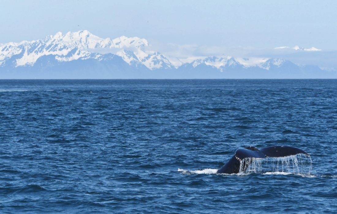 whale