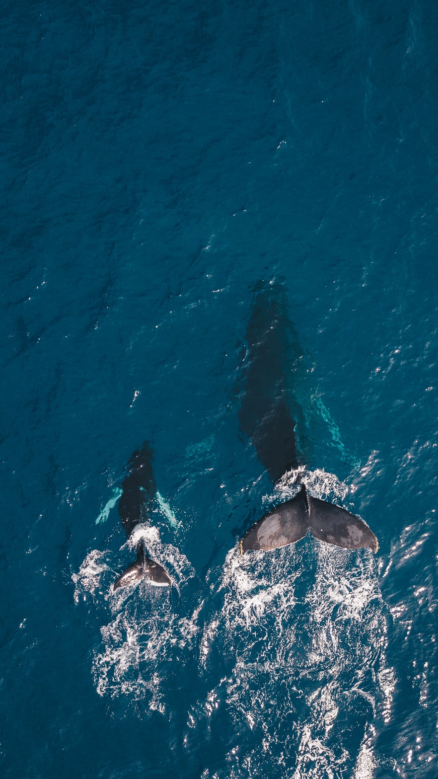 whale picture