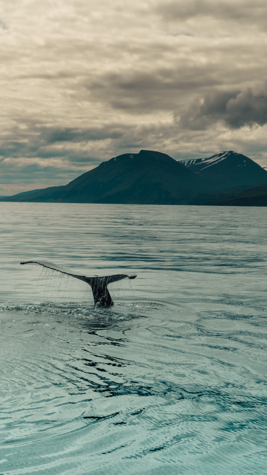 whale picture